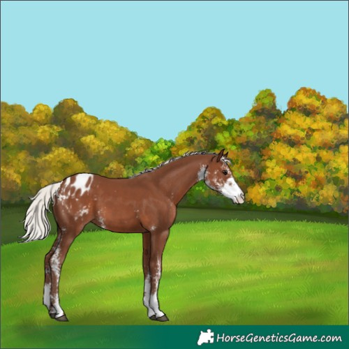 Horse Color:Silver Black Sabino Varnish
