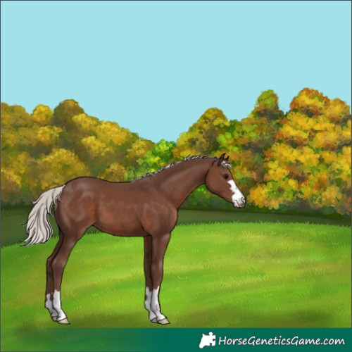 Horse Color:Silver Black 