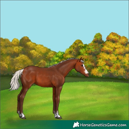 Horse Color:Silver Bay