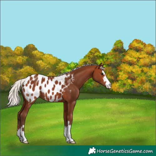 Horse Color:Silver Brown Blanket