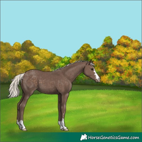 Horse Color:Silver Black Varnish 