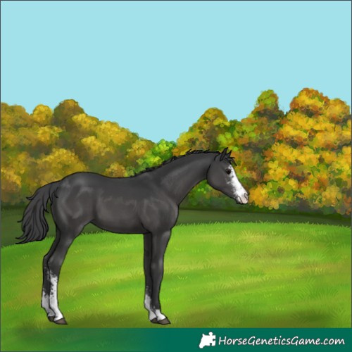 Horse Color:Black Sabino