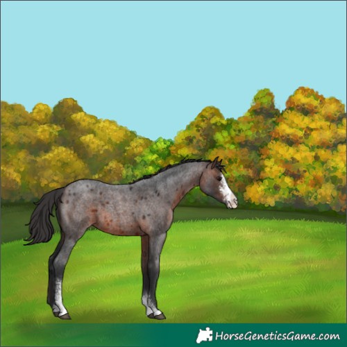 Horse Color:Brown Roan Sabino 