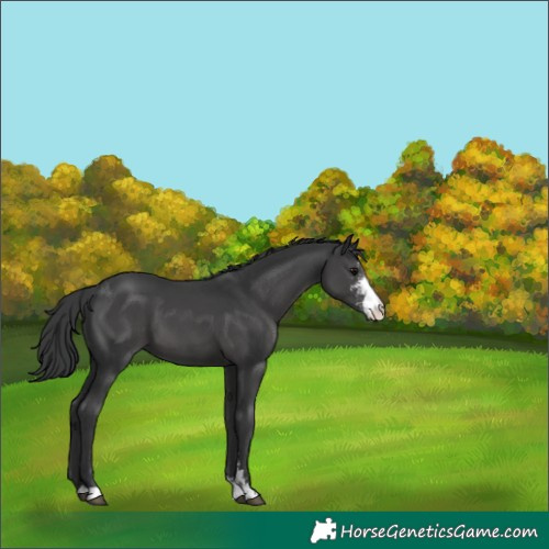 Horse Color:Black Sabino 