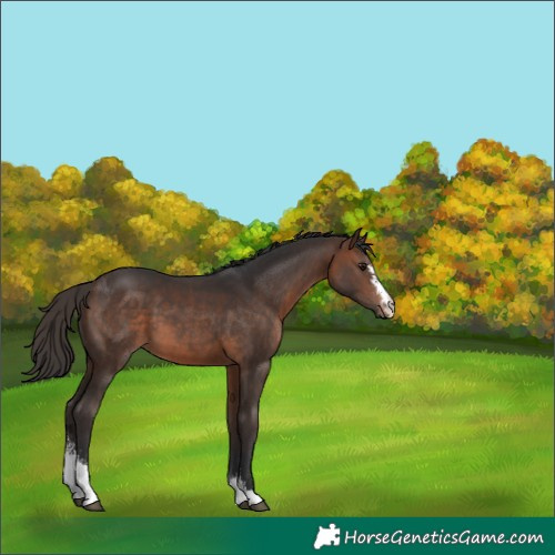 Horse Color:Brown Sabino 