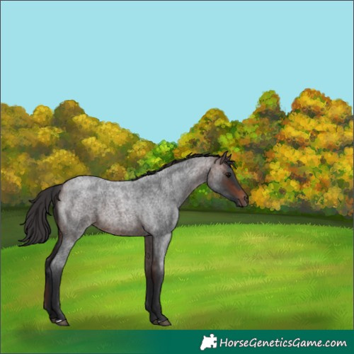 Horse Color:Brown Roan