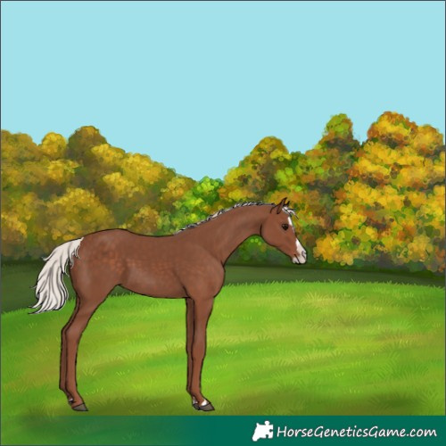 Horse Color:Silver Black Splash