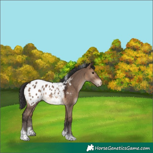 Horse Color:Powder White Brown Dun Tobiano Blanket