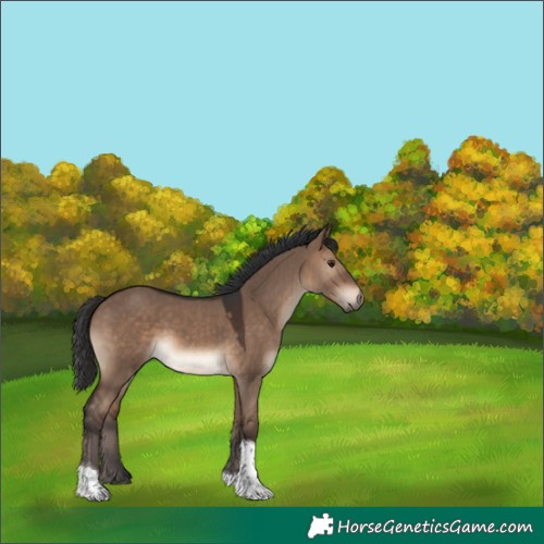 Horse Color:Brown Dun Tobiano