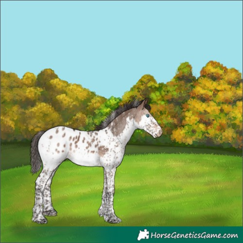 Horse Color:Powder White Brown Dun Splash Tobiano Blanket