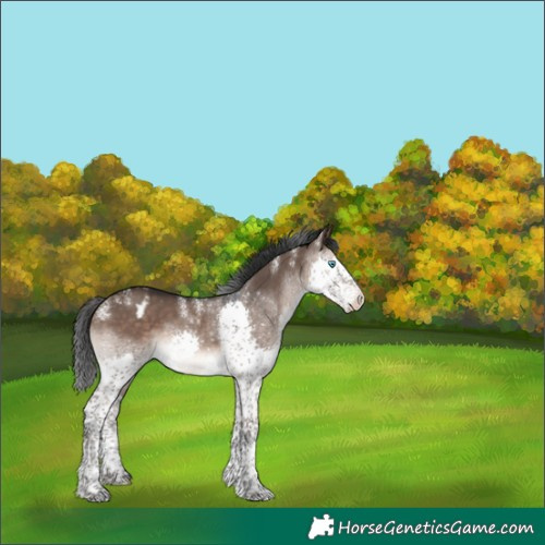 Horse Color:Powder White Brown Dun Splash Tobiano Varnish 