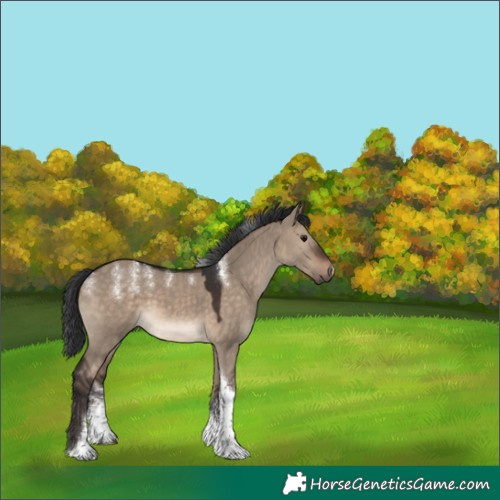 Horse Color:Powder White Brown Dun Tobiano 