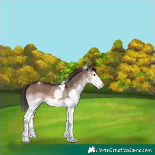 Horse Color:Brown Dun Splash Tobiano 
