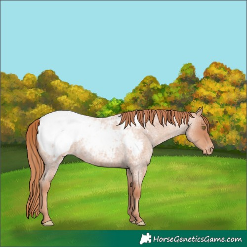 Horse Color:Gold Champagne Roan Snowcap