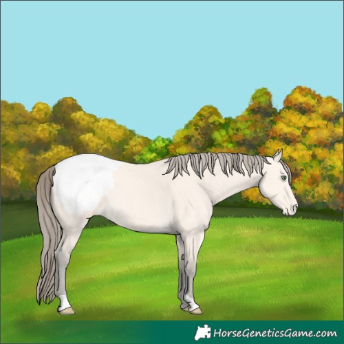 Horse Color:Amber Cream Champagne Snowcap