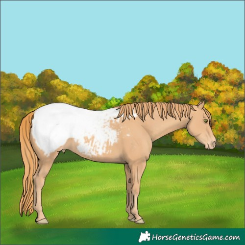 Horse Color:Gold Champagne Snowcap 