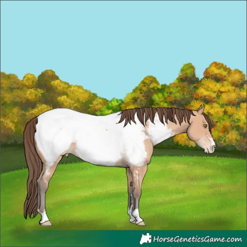Horse Color:Amber Champagne Near Fewspot 