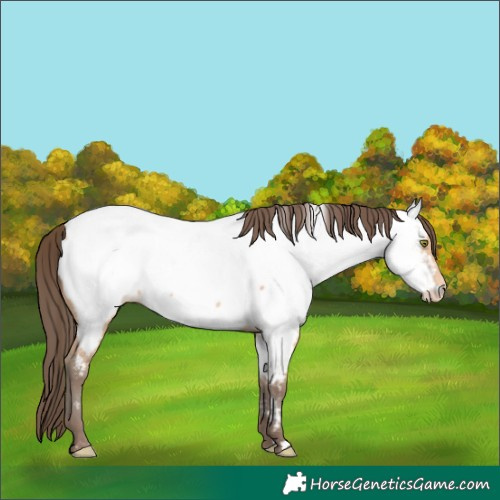 Horse Color:Amber Champagne Near Fewspot 