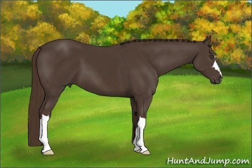 Horse Color:Liver Chestnut 