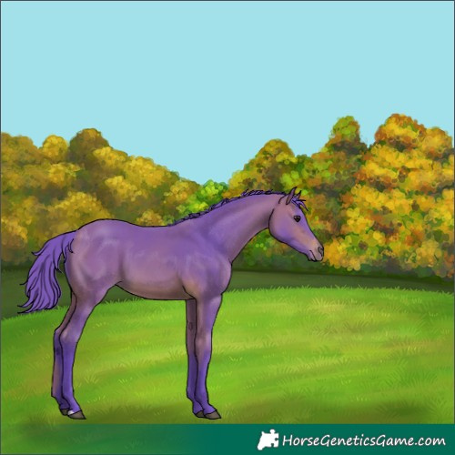 Horse Color:Watercolor Bay 