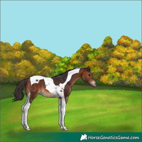 Horse Color:Bay Tobiano