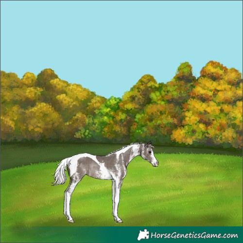 Horse Color:White Spotted Silver Black Tobiano Rabicano