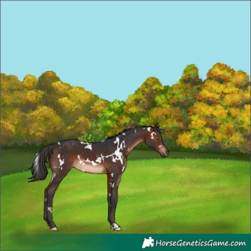 Horse Color:White Spotted Brown