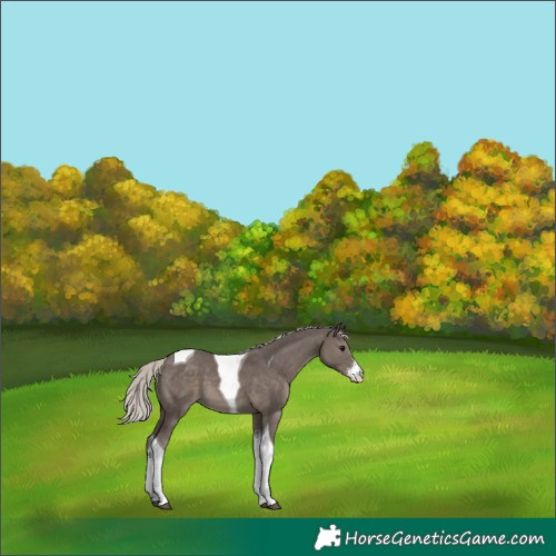 Horse Color:Silver Black Sabino Tobiano 