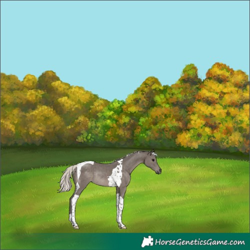 Horse Color:Silver Black Tobiano Rabicano