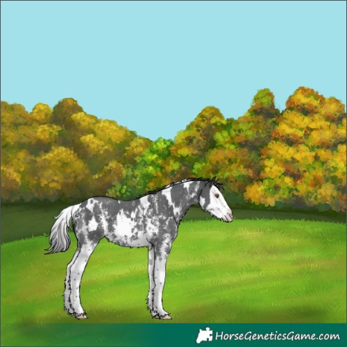 Horse Color:White Spotted Black Sabino Splash 