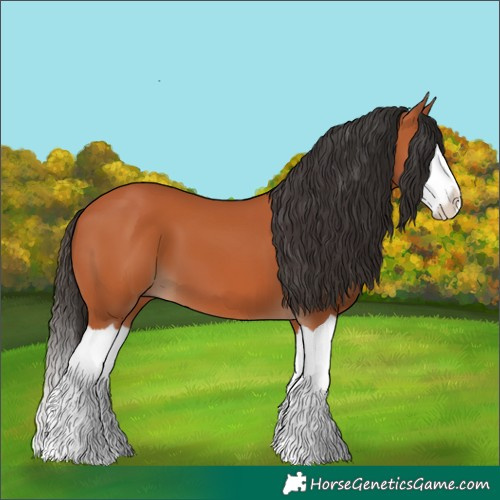 Horse Color:Bay Splash