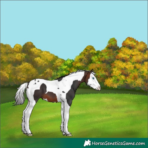 Horse Color:Bay Splash Tobiano 