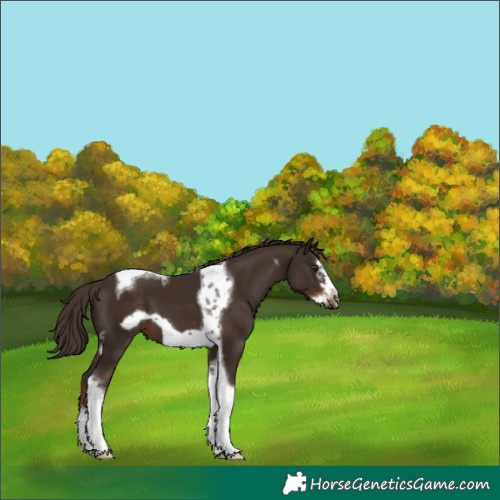 Horse Color:Liver Chestnut Splash Tobiano Frame 