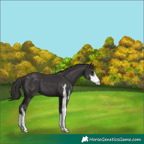 Horse Color:Smoky Black Sabino