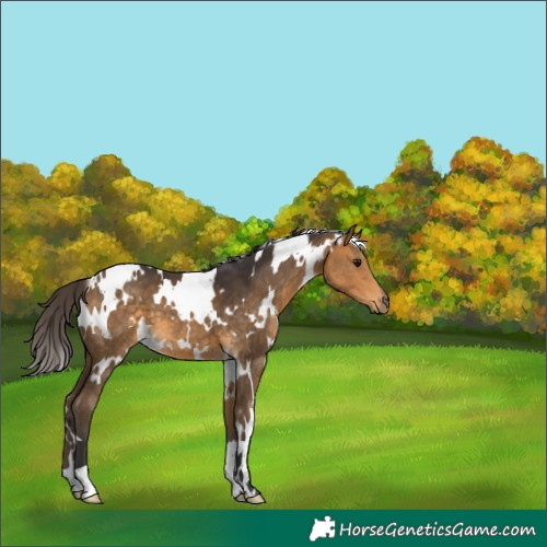 Horse Color:White Spotted Buckskin