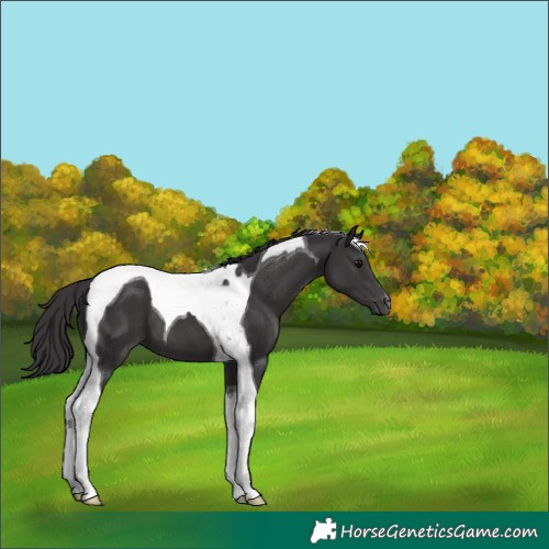 Horse Color:Smoky Black Tobiano