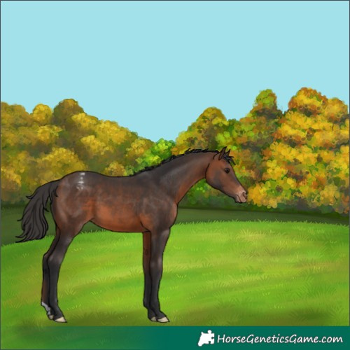 Horse Color:Brown Varnish