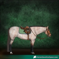 Horse Color:Bay Roan  and Bay Roan 