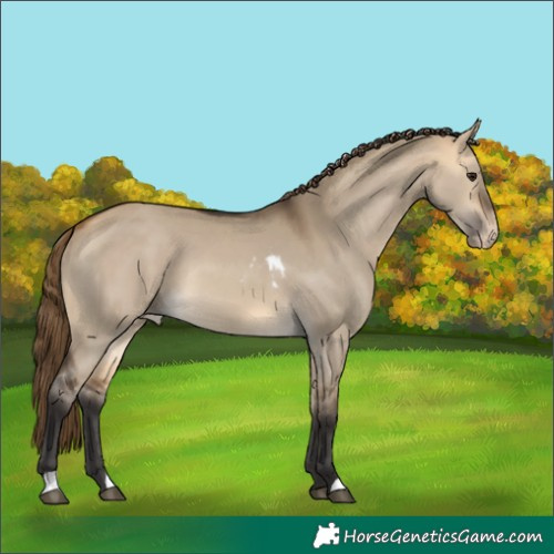 Horse Color:Buckskin Dun Skewed LP Spotted