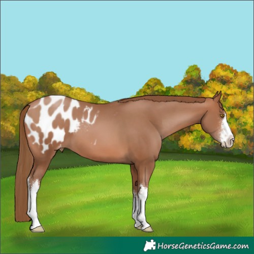 Horse Color:White Spotted Brown Pearl Blanket 