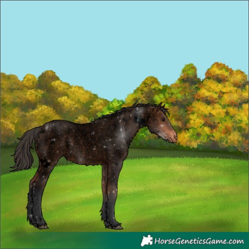 Horse Color:Void White Spotted Bay Roan Varnish