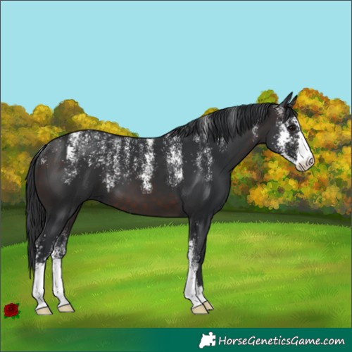 Horse Color:Powder White Brown Sabino 