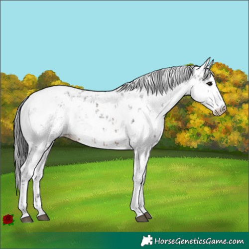 Horse Color:Brown Sabino