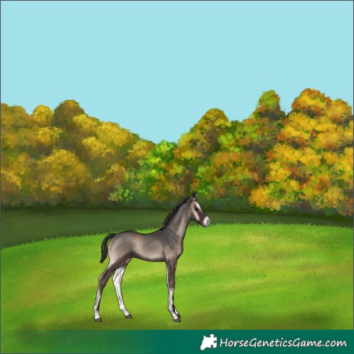 Horse Color:Blue Onyx