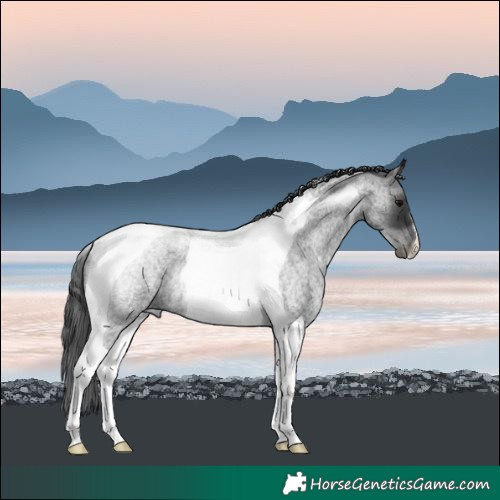 Horse Color:Blue Roan Tobiano 