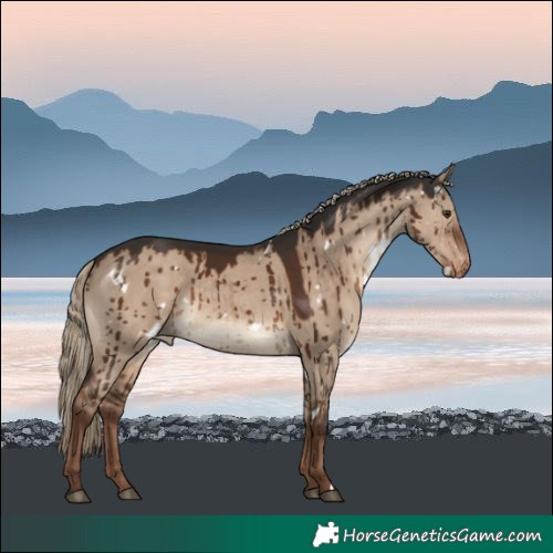 Horse Color:White Spotted Liver Red Dun Varnish Rabicano Brindle