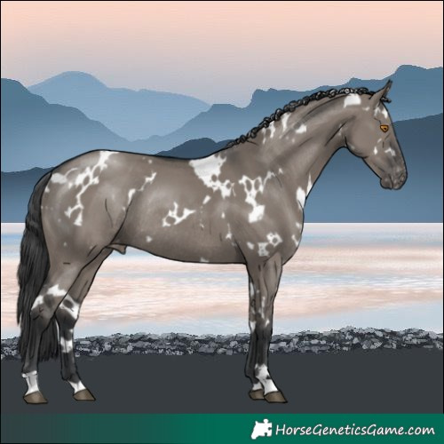 Horse Color:White Spotted Grullo Varnish Rabicano