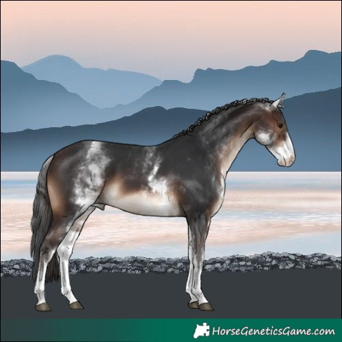 Horse Color:White Spotted Brown
