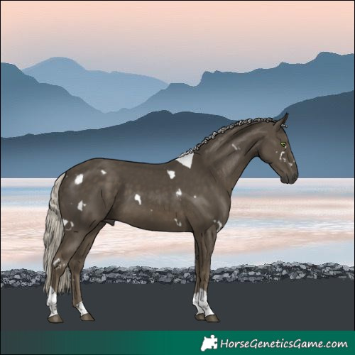 Horse Color:White Spotted Silver Smoky Black Tobiano