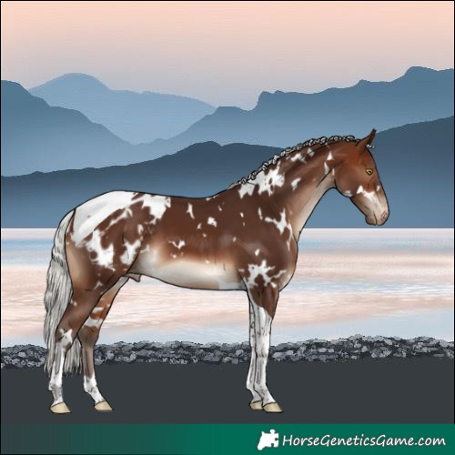 Horse Color:White Spotted Silver Brown Tobiano Blanket 